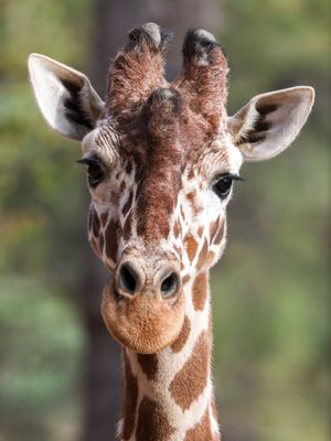 Image post by @denverzoo on Instagram