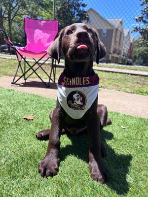 Image post by @barstoolfsu on Instagram