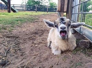 Image post by @southernbellefarm on Instagram