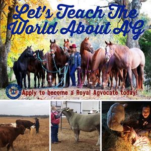 Image post by @AmericanRoyalLivestock on Facebook