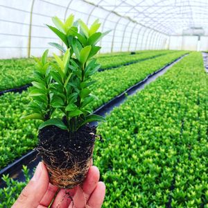 Image post by @alpertongfidanligi on Instagram