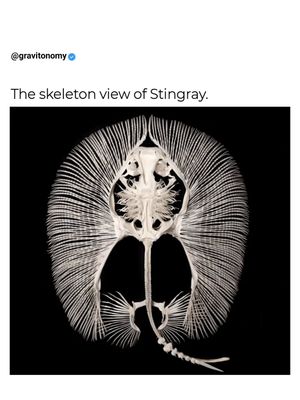 Image post by @gravitonomy on Instagram