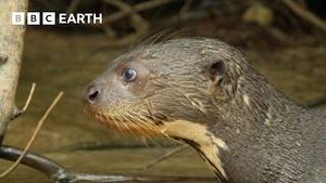 Video post by @bbcearth on YouTube