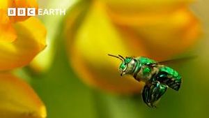Video post by @bbcearth on YouTube