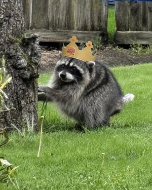 Image post by @BurgerKing on Twitter