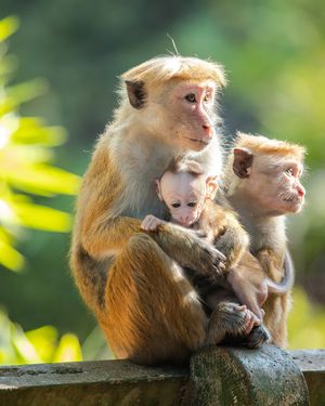 Image post by @animalplanet on Instagram