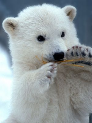 Image post by @animalplanet on Instagram