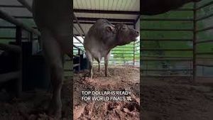 Video post by @pbr on YouTube
