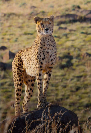 Video post by @natgeotv on TikTok