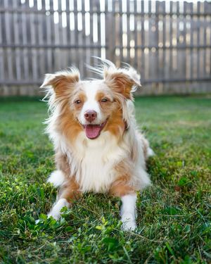 Image post by @maple_the_mini_ on Instagram