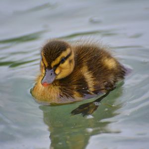 Image post by @animalplanet on Instagram