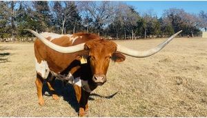 Image post by @txextension on Instagram