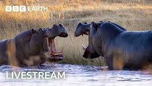 Video post by @bbcearth on YouTube