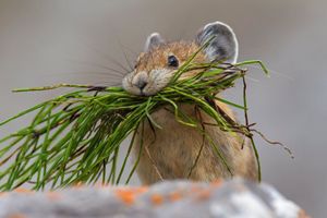 Image post by @AnimalPlanet on Twitter