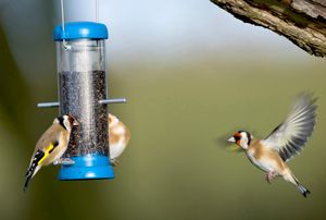Image post by @rspb on Instagram
