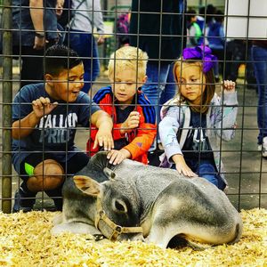Image post by @american_royal on Instagram