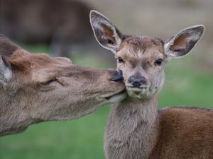 Image post by @animalplanet on Instagram