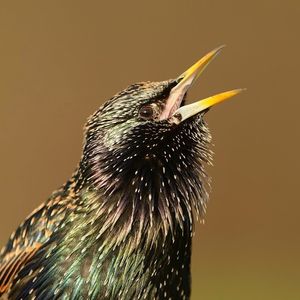 Image post by @rspb on Instagram