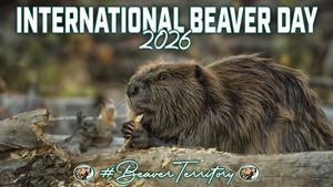 Image post by @bsubeavers on Instagram