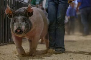 Image post by @LarimerCountyFairAndRodeo on Facebook