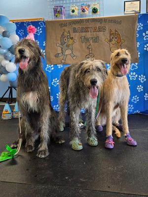 Image post by @thesavannahwolfhound on Instagram