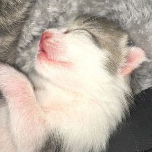 Image post by @kowalskikitties on Instagram