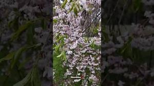 Video post by @newsday on YouTube