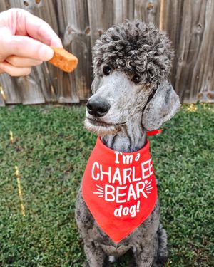 Image post by @charlee_bear_dogtreats on Instagram