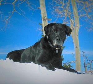 Image post by @drhempdog on Instagram