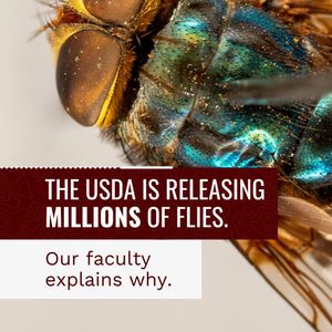 Image post by @company/texas-a&m-agrilife on LinkedIn