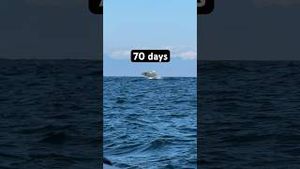 Video post by @sailing_with_phoenix on YouTube