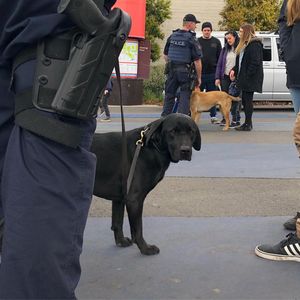 Image post by @victoriapolice on Instagram