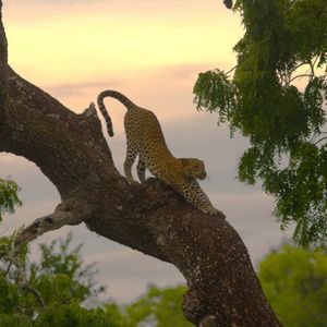 Image post by @hiltonyalaresort on Instagram