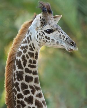 Image post by @sandiegozoo on Instagram