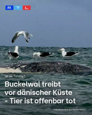 Image post by @rtlaktuell on TikTok