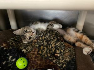 Image post by @suncoasthumane on Instagram