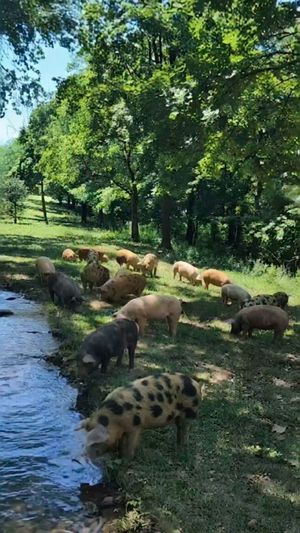 Video post by @Joselo El Nazareno Peña on Facebook