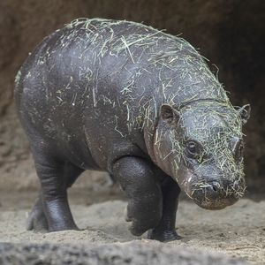 Image post by @sandiegozoo on Instagram