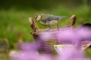 Image post by @rspb on Instagram