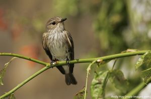 Image post by @rspb on Instagram