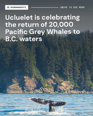 Image post by @curiocityvancouver on Instagram