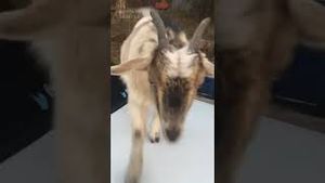 Video post by @nbcnewyork on YouTube