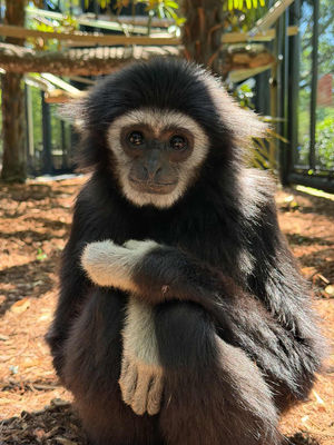 Image post by @bhamzoo on Instagram