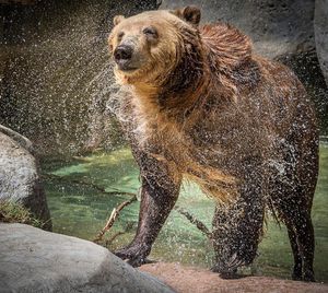 Image post by @sandiegozoo on Instagram