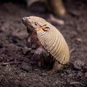 Image post by @animalplanet on Instagram