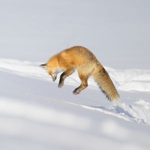 Image post by @animalplanet on Instagram