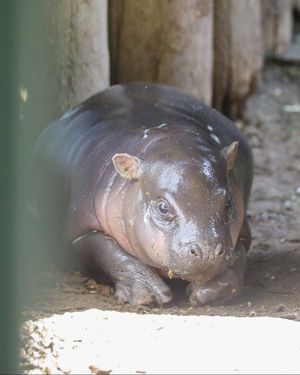 Image post by @thetorontozoo on Instagram