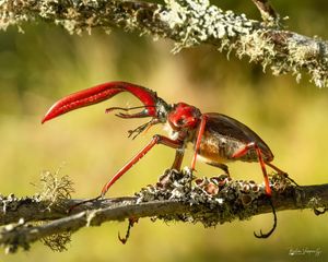 Image post by @fauna.patagonia on Instagram