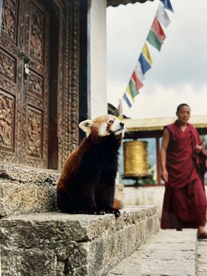 Image post by @redpandavx on Instagram