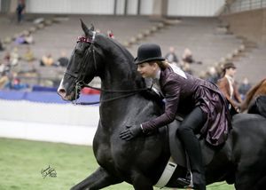 Image post by @UphaAmericanRoyalNationalChampionshipHorseShow on Facebook